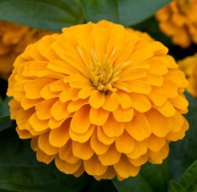 Цинния Джульетта Еллоу Шейдс [1000 шт] - ООО «Семена Тут»