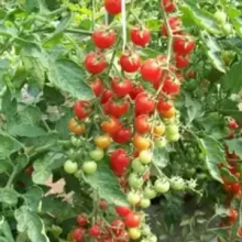 Томат Каскад рябиновый - ООО «Семена Тут»