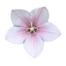 Платикодон Астра Пинк [100 шт] - ООО «Семена Тут»