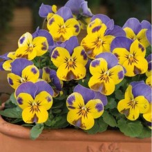 Виола рогатая Сорбет Еллоу Блю Джамп Ап  [1000 шт] - ООО «Семена Тут»