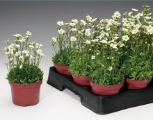 img-1: Камнеломка арендса Хайлендер Вайт [1000 шт] - ООО «Семена Тут»