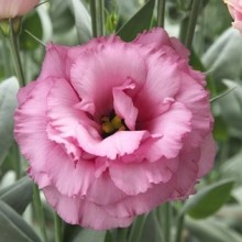 Эустома Арена 3 Роуз [500 драже] - ООО «Семена Тут»