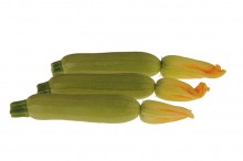 img-1: Кабачок Александрия F1 - ООО «Семена Тут»