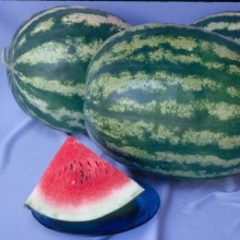 Арбуз АУ-Продюсер ПВП - ООО «Семена Тут»