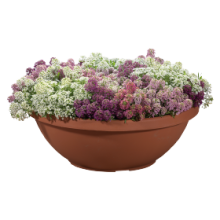 img-1: Алиссум Вондерленд Микс [1000 шт] - ООО «Семена Тут»