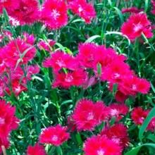 Гвоздика Элеганс Ред [500 шт] - ООО «Семена Тут»