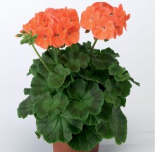 img-1: Пеларгония зональная Ринго 2000 Салмон [1000 шт] - ООО «Семена Тут»