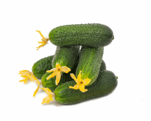 img-2: Огурец Баварец F1 - ООО «Семена Тут»