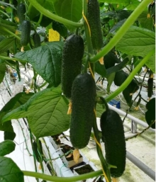 img-1: Огурец Баварец F1 - ООО «Семена Тут»