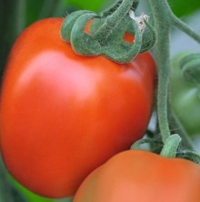 Томат Бенито F1 - ООО «Семена Тут»