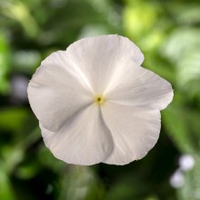 Катарантус Блокбастер Вайт [100 шт] - ООО «Семена Тут»