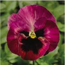 Виола крупноцветковая Фино F1 Роуз Файр [1000 шт] - ООО «Семена Тут»