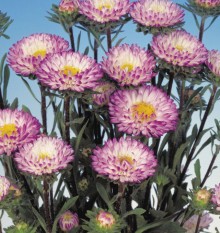 Астра Мацумото Блю типт Вайт [2500 шт] - ООО «Семена Тут»