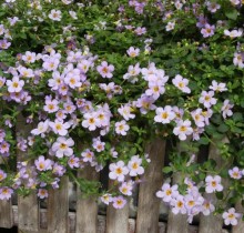 img-1: Бакопа Блютопия [1000 м/драже] - ООО «Семена Тут»