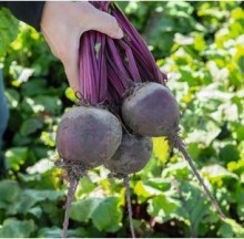 Свекла Бохан F1 [фракция семян: 3,0-3,5 мм] - ООО «Семена Тут»