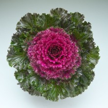 Капуста декоративная Кристал F1 Ред [1000 шт] - ООО «Семена Тут»