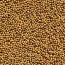 img-1: Горчица белая Семеновская - ООО «Семена Тут»