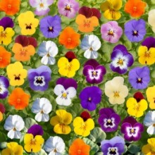 Виола рогатая Бель Визо Микс [1000 шт] - ООО «Семена Тут»