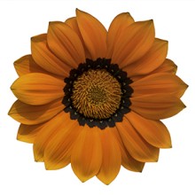 img-1: Газания Энорма Оранж Виз Ринг [1000 шт] - ООО «Семена Тут»