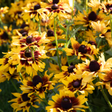 img-1: Рудбекия Денвер Дейзи [250 драже] - ООО «Семена Тут»