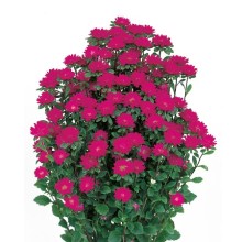 Астра Серенада Дип Роуз [2500 шт] - ООО «Семена Тут»