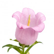 Колокольчик средний Чемпион Пинк [1000 драже] - ООО «Семена Тут»