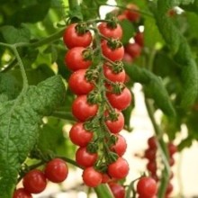 Томат Черри розовый - ООО «Семена Тут»