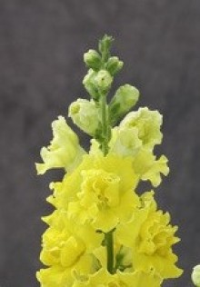 img-1: Львиный зев Ледженд Дабл Еллоу (группа 1) [1000 шт] - ООО «Семена Тут»