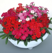 Гвоздика Даймонд Микс [100 шт] - ООО «Семена Тут»