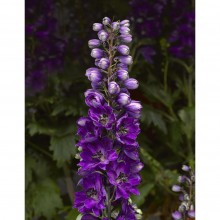 Дельфиниум высокий Дельфина Дарк блю Блэк Би [1000 шт] - ООО «Семена Тут»
