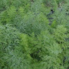 Укроп Денди - ООО «Семена Тут»