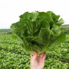 img-1: Салат Дикла - ООО «Семена Тут»