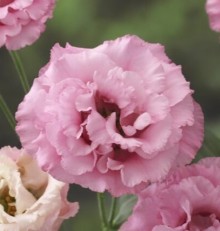 Эустома Корелли 1 Дип Пинк [500 драже] - ООО «Семена Тут»