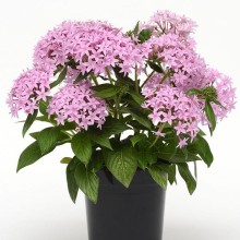 img-1: Пентас Лаки Стар Лавендер [100 драже] - ООО «Семена Тут»