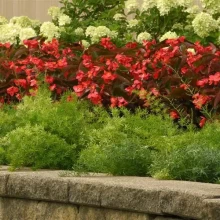 img-2: Аспарагус Фази Ферн Фриз [100 шт] - ООО «Семена Тут»