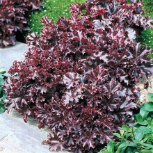 img-2: Гейхера Мелтинг Файр [500 драже] - ООО «Семена Тут»