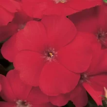 Флокс XXI век Скарлет [500 шт] - ООО «Семена Тут»