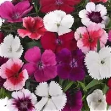 Гвоздика Коронет Микс [100 шт] - ООО «Семена Тут»