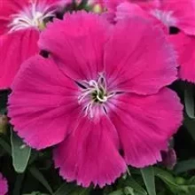 Гвоздика Коронет Роуз [100 шт] - ООО «Семена Тут»