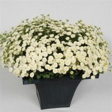 img-2: Ромашка  Вегмо Сноуболл Экстра [1000 шт] - ООО «Семена Тут»