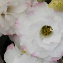 Эустома АБС Роуз Рим [100 драже] - ООО «Семена Тут»