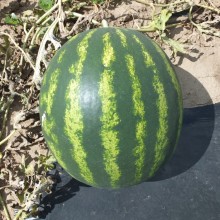 Арбуз Доминант F1 - ООО «Семена Тут»