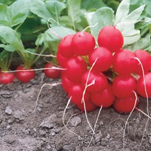 img-1: Редис Донар F1 - ООО «Семена Тут»