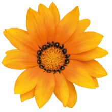 img-1: Газания Зени F1 Оранж [100 шт] - ООО «Семена Тут»