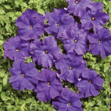 Петуния грандифлора Мистрал Синяя [1000 драже] - ООО «Семена Тут»