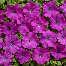 Петуния мелкоцветковая Карлик F1 Фиолетовая [1000 драже] - ООО «Семена Тут»