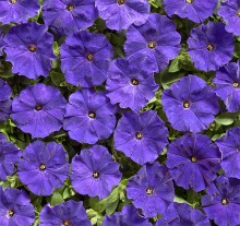 Петуния мелкоцветковая Карлик F1 Синяя [1000 драже] - ООО «Семена Тут»