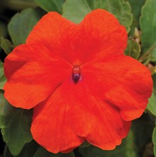 Бальзамин Акцент Премиум Дип Оранж [1000 шт] - ООО «Семена Тут»