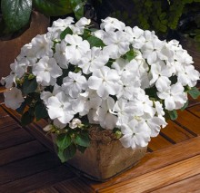 img-1: Бальзамин Экстрим F1 Вайт [1000 шт] - ООО «Семена Тут»