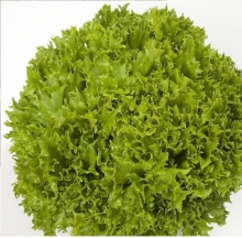 Салат Экзакт - ООО «Семена Тут»